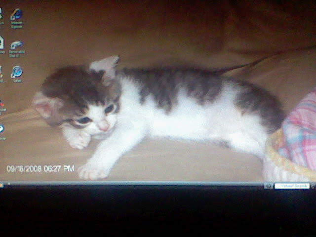 Bugsy as a kitten