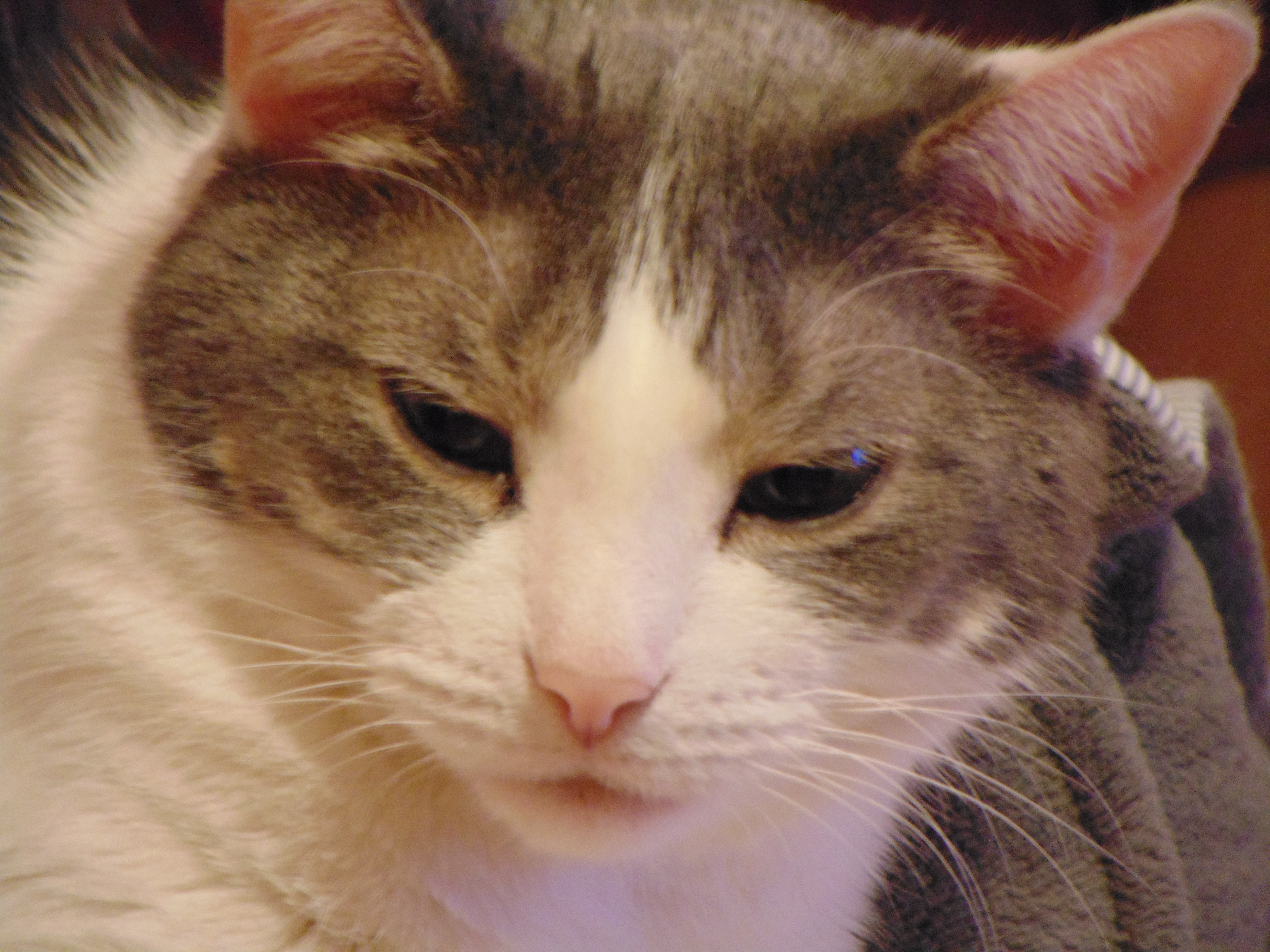 Close-up of cat with full cheeks