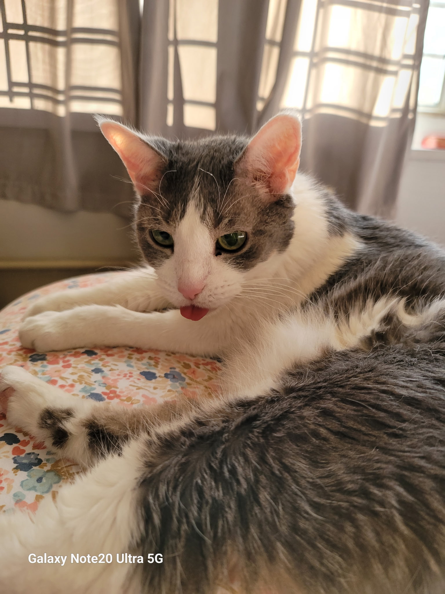 Bugsy sticking her tongue out