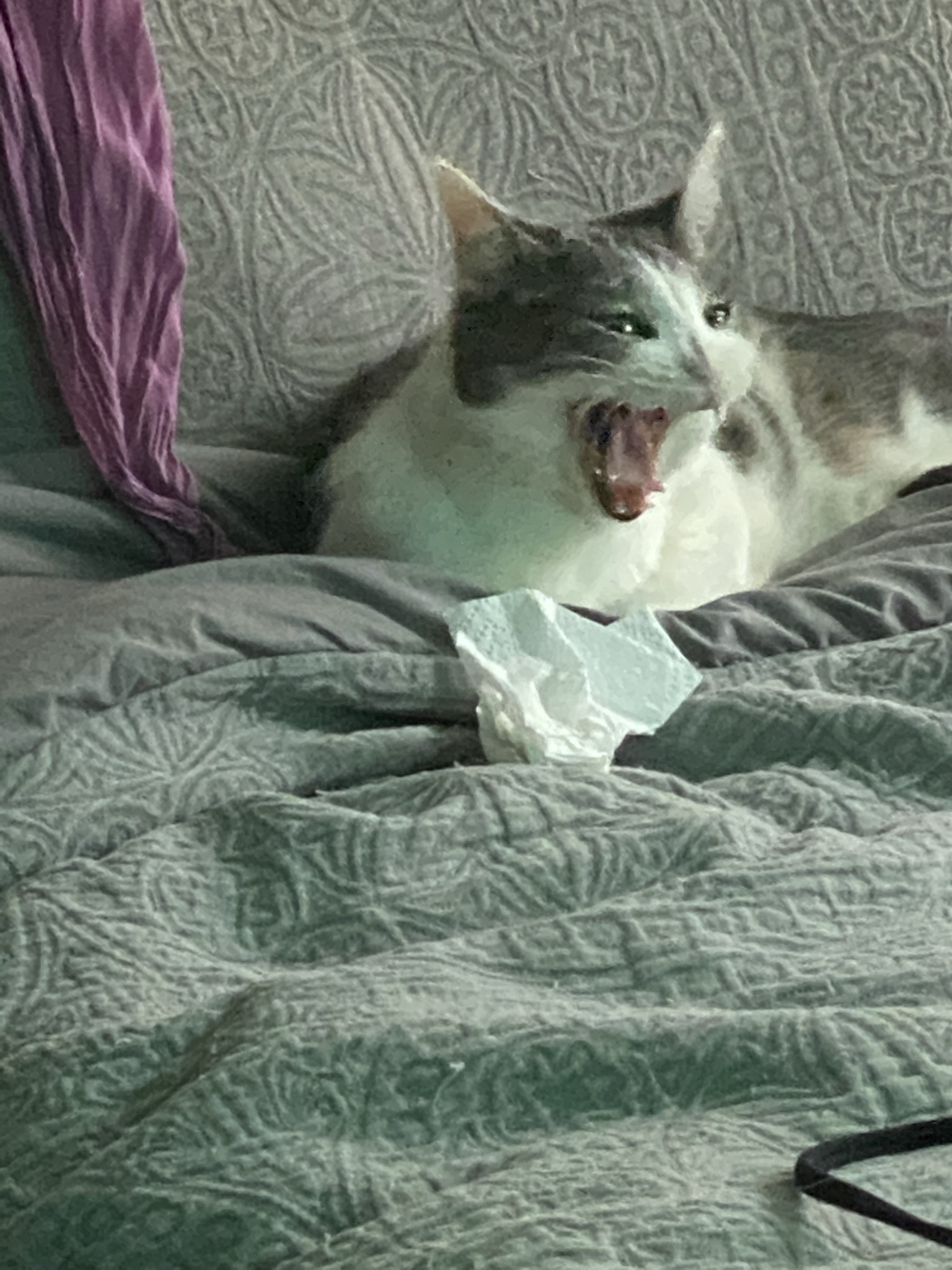 Cat mid-yawn so it looks like it is laughing or screaming