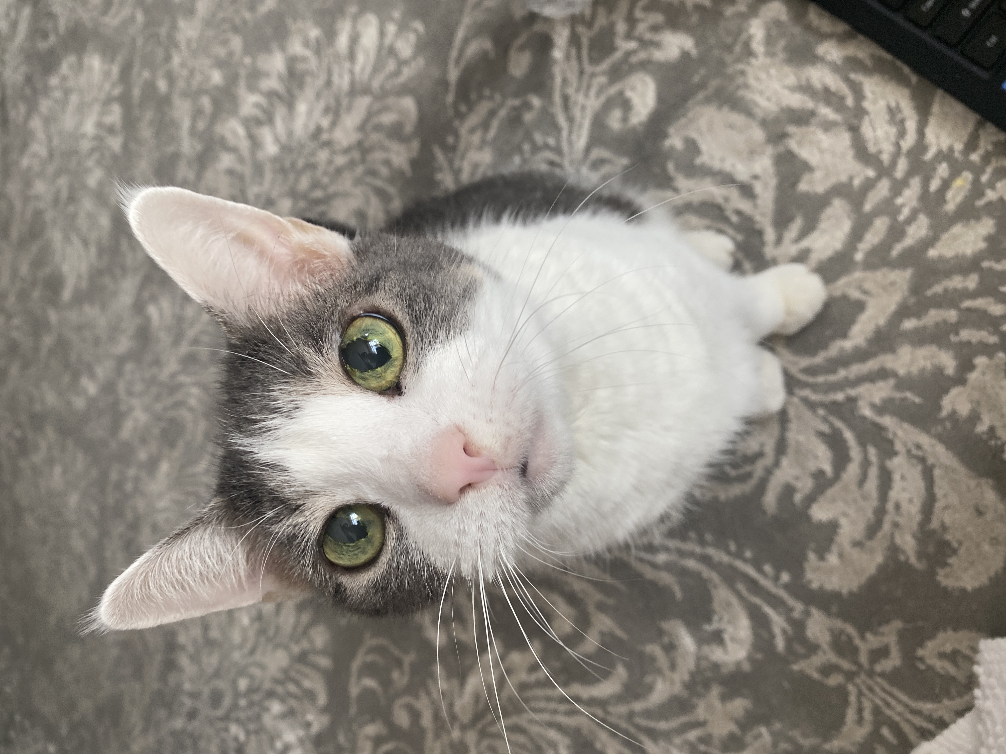 A gray and white cat with green eyes looking into the lens of a cmaera