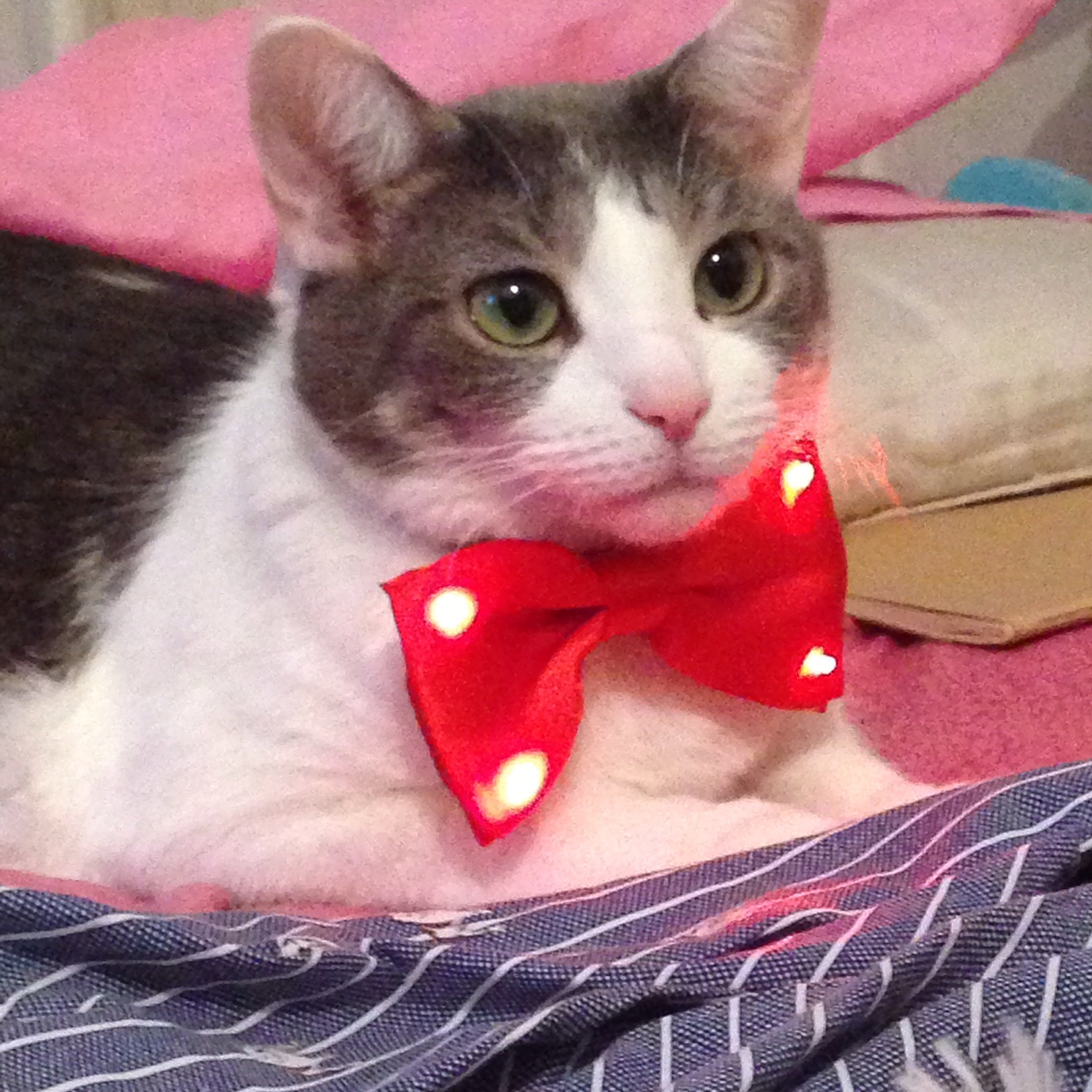 Bugsy wearing a red bowtie that lights up